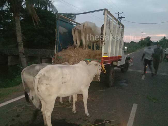 Cow smuggling 2