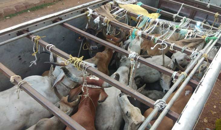 tata-ace-loaded-with-cattle-seized-10-cows-rescued-driver-arrested