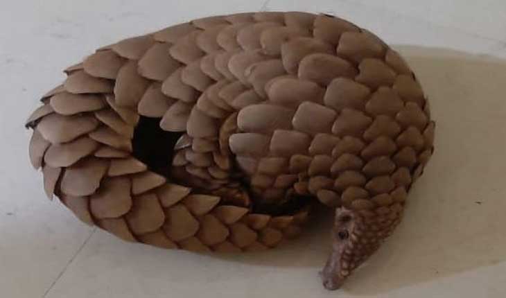 live-pangolin-rescued-by-stf in bhubaneswar 3 arrested