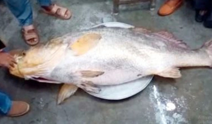 big fish trapped priced above 36 lakhs