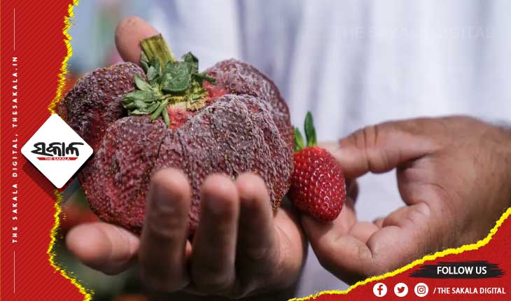 The largest strawberry in the world record