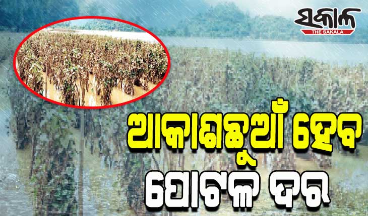 400 acres of potla farming has been destroyed due to Flood in Nayagarh