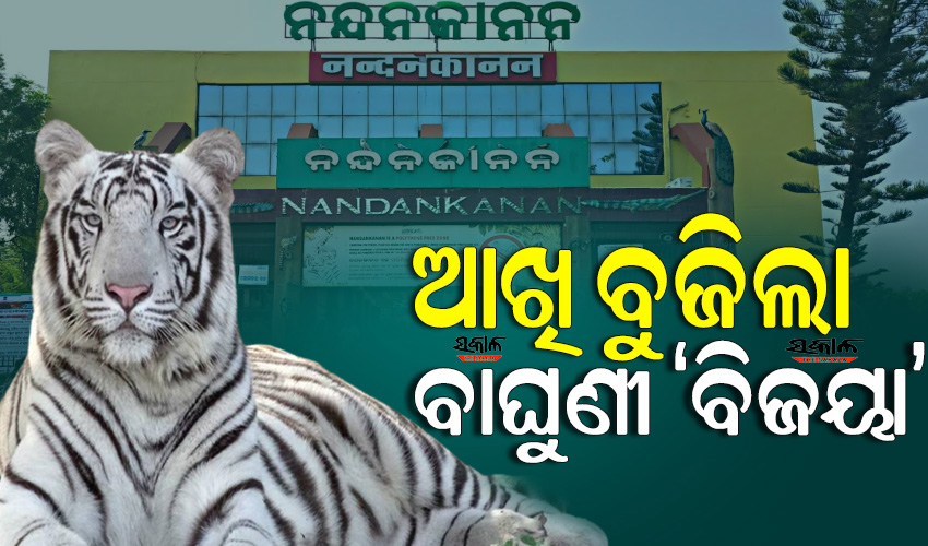 White Tigress Bijaya Dies At Nandankanan Zoological Park