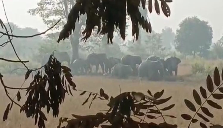 group-of-11-elephants-oppression-in-the-city-of-kamakshanagara