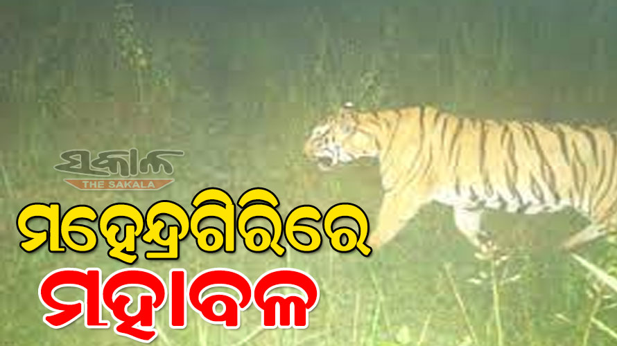 Tiger spotted in gajapati mahendragiri