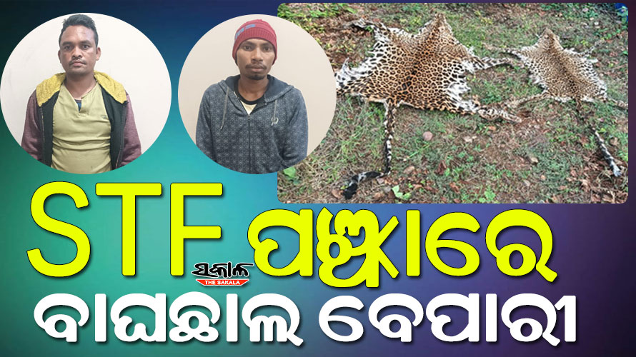 Crime Branch STF arrests two tiger skin dealers