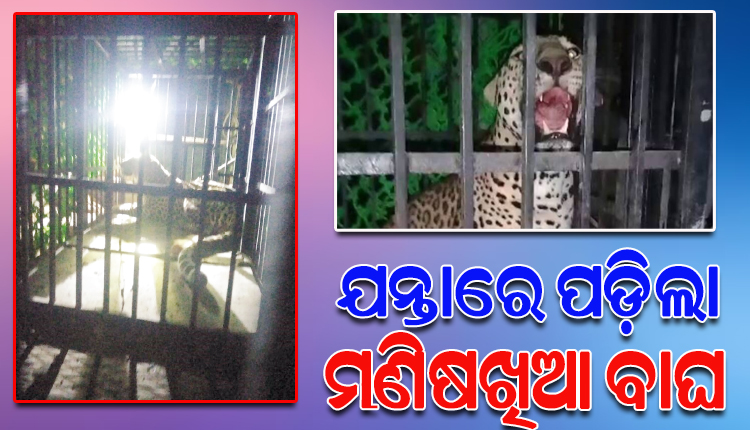 man-eating-tiger was caught by forest-official in nuapada