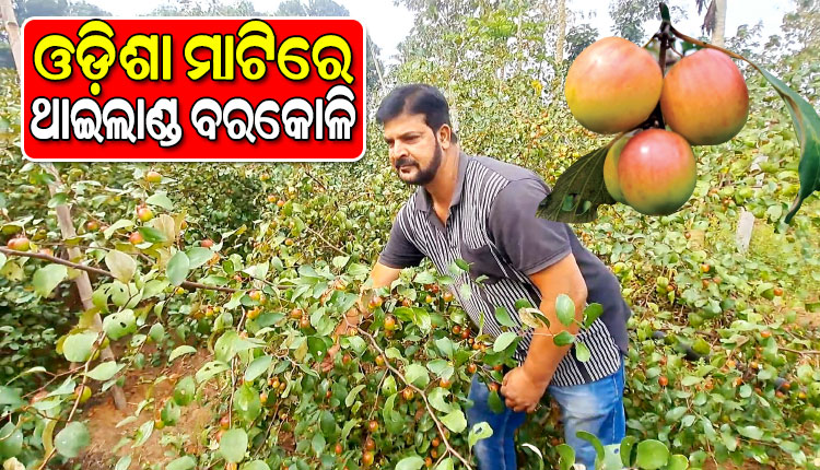 Thailand Barkoli is growing in the soil of Odisha