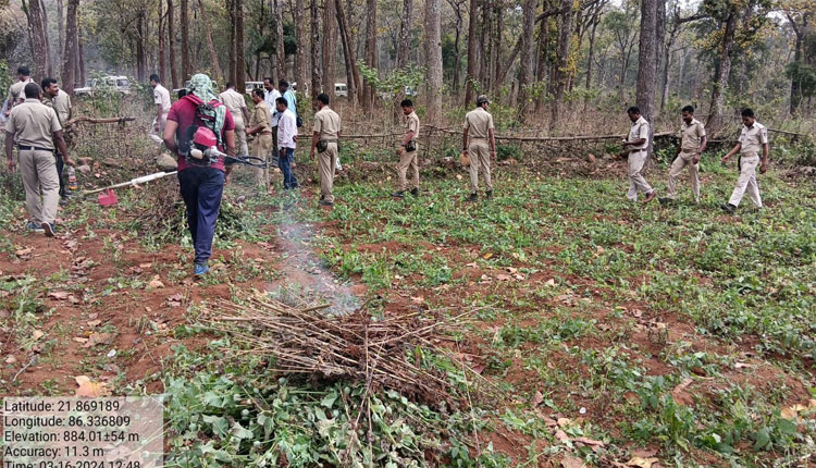Poppy Plantations Destroyed in Similipal