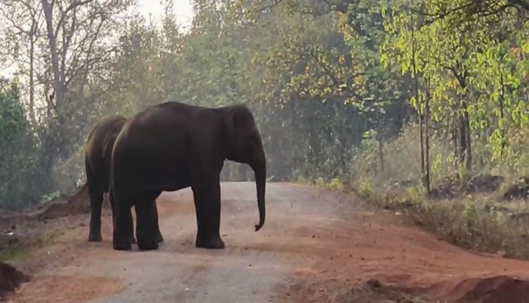 herd of 17 elephants blocked the road for 2 hours on the Gurbeda road